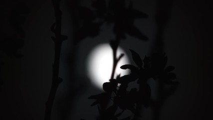 Wall Mural - camera rack focus from silhouetted tree branches to full moon and clouds passing at night.