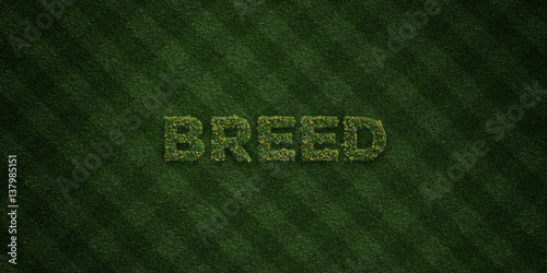 Fényképezés BREED - fresh Grass letters with flowers and dandelions - 3D rendered royalty free stock image