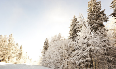 Poster - Rays of sun shine through bunches of firs