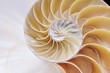 shell pearl  spiral nautilus Fibonacci sequence symmetry cross section shell structure golden ratio background mollusk (nautilus pompilius) copy space half split stock, photo, photograph, image 