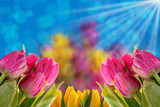 Fototapeta Tulipany - Kwiaty a najlepiej tulipany to tło  na każdą okazje.