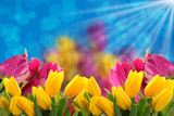 Fototapeta Tulipany - Kwiaty a najlepiej tulipany to tło  na każdą okazje.
