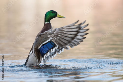 Cuadros en Lienzo Mallard, Duck, Anas platyrhynchos