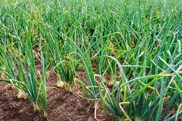 Wall Mural - Organically grown shallot onions in open ground from close