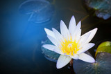 Fototapeta Kwiaty - lotus flower