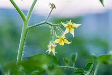 Close Up Of Yellow Tomato Flower In Field