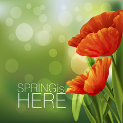 Wall Mural - Beautiful Spring Background