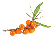 Sea Buckthorn Berries Branch On A White Background