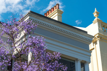 Wall Mural - Blooming Jacaranda trees with art deco building on the background