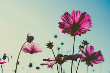 Wall Mural - Pink cosmos flower blooming with sunrise and blue sky background.Close up.Vintage tone