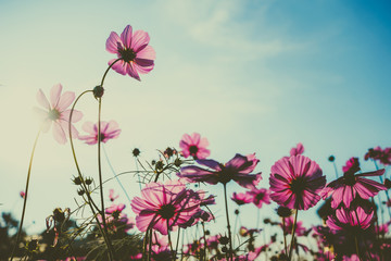 Wall Mural - Pink cosmos flower blooming with sunrise and blue sky background.Close up
