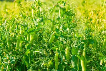 Wall Mural - Field of green peas.