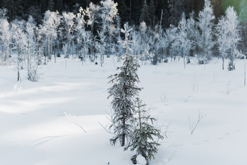 Winter field landscape with the frosty trees lit by soft sunset light - snowy landscape scene in warm tones with snow covered field and trees covered with frost