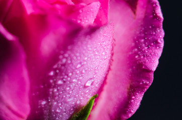 Wall Mural - Pink roses on a black background Soft-focus image.