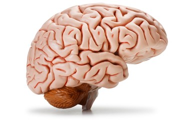 Plastic model of human brain