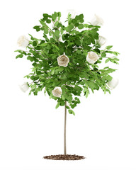 Wall Mural - white rose tree plant isolated on white background