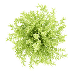 Wall Mural - top view of thin leaves sedum plant isolated on white background