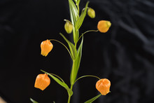 Sandersonia