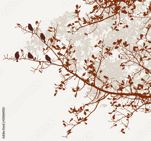 Fototapeta na wymiar Ptaki na gałęziach dębu