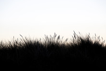 Silhouette Of Marram Grass With White Background