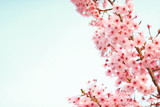 Fototapeta Na sufit - 桜