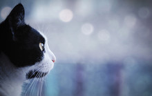Profile Portrait Of A Cat Against A Blurred Background