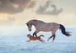Buckskin stallion play with red dog on sky sunset background