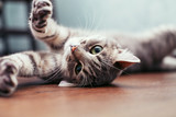 Fototapeta Koty - Beautiful gray cat lying on the floor. The concept of pets.