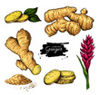 Ginger set. Vector hand drawn root, sliced pieces, powder and fl