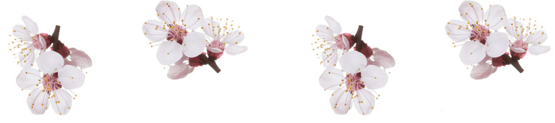 Canvas Print - panorama spring flowers apricot on branches