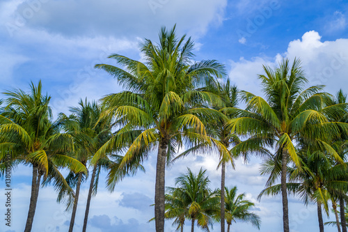 Palm Trees Stand Majestic Along Miami Beach On A Sunny Summer Day Palm Trees Stand Majestic Along Miami Beach On A Sunny Summer Day