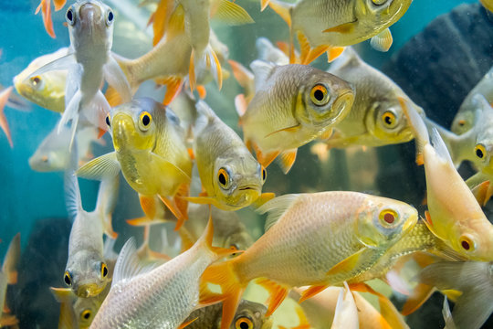 fresh water fish in aquarium, Fish Tank