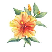 Yellow-red Hibiscus Flower. Hand Drawn Watercolor Painting On White Background.