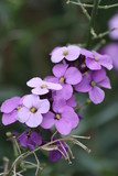 Fototapeta Storczyk - purple flowers 