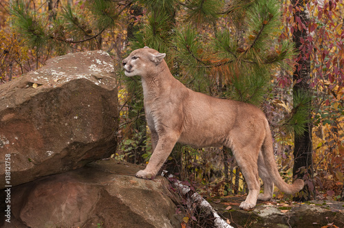acheter un puma animal acheter un puma animal