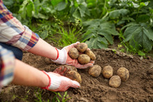 Farmer With Potatoes At Farm Garden