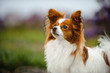 © everydoghasastory - Papillon dog in field with flowers