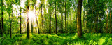 Fototapeta Las - Waldpanorama im Frühling mit Sonnenstrahlen