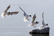 Landing sequence of a common black head seagull on a rock