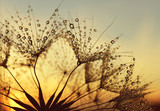 Fototapeta Dmuchawce - Dew drops on a dandelion seeds at sunrise close up.