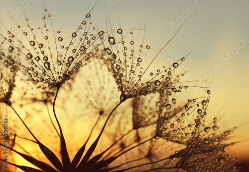 rosa-krople-na-dandelion-ziarnach-przy-wschodem-slonca
