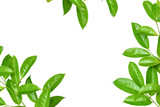 Fototapeta Natura - leaf green isolate