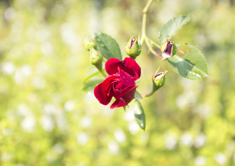 Canvas Print - Roses