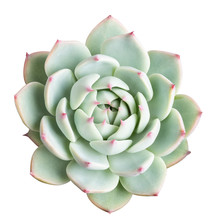 Succulent Plant Isolated
