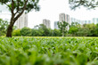 green garden with condominiums in the background, shallow depth of field