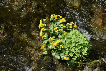 Wall Mural - Yellow wildflowers living near a river