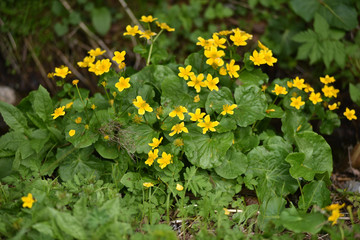 Wall Mural - Yellow wildflowers in the wild