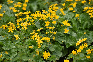 Wall Mural - Yellow wildflowers in the summer