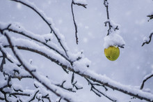 Yellow Apple On The Branch Covered With Snow - Horizontal View