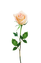 Wall Mural - beautiful pink rose isolated on white